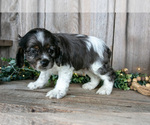 Small Photo #22 Cocker Spaniel Puppy For Sale in BALTIC, OH, USA