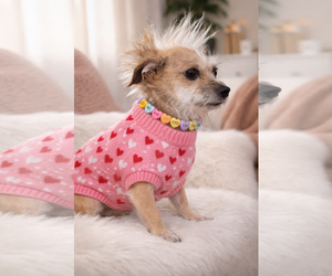 Toto - Male Cairn Terrier-Unknown Mix Dog for Adoption - Photo #3