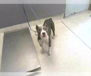 Medium American Pit Bull Terrier