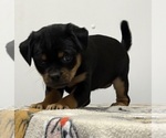 Small Photo #12 Carlin Pinscher Puppy For Sale in COBB, WI, USA
