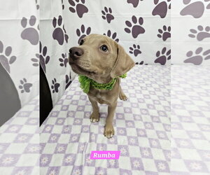 Rat Terrier-Unknown Mix Dogs for adoption in Metairie, LA, USA