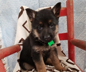 German Shepherd Dog Puppy for sale in MILLERSTOWN, PA, USA