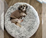 Small Shih Tzu