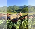 Small #8 Golden Retriever