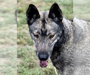 Dallen - Female Norwegian Elkhound Dog for Adoption - Photo #2