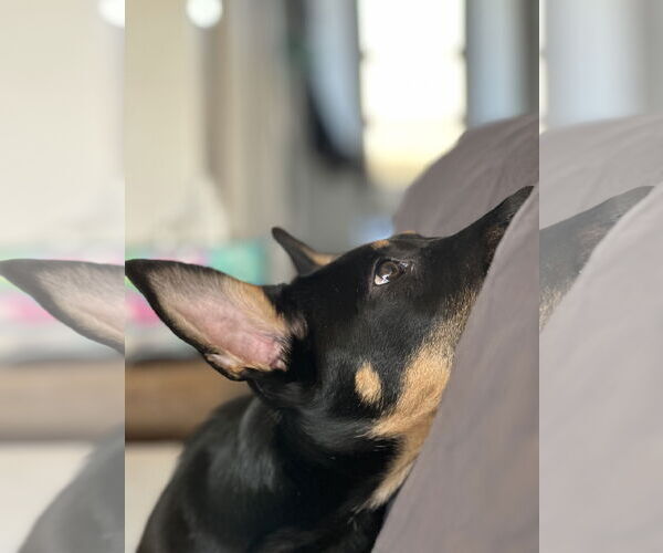 Medium Photo #22 German Shepherd Dog Puppy For Sale in Seattle, WA, USA