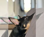 Small #21 German Shepherd Dog