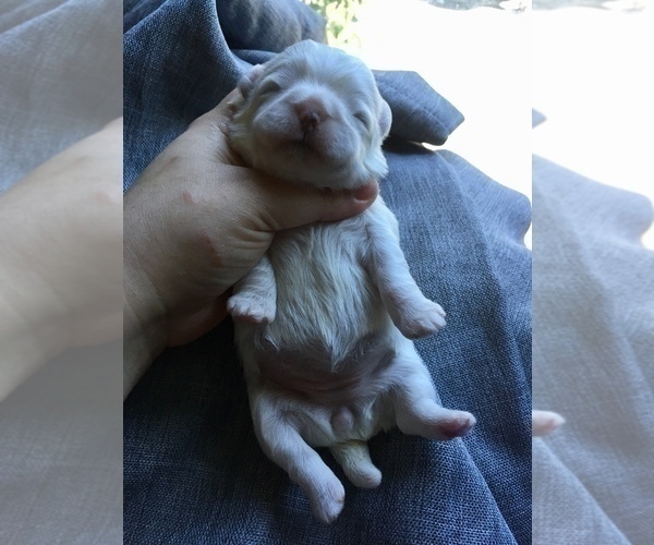 Medium Photo #15 Shih Tzu Puppy For Sale in HAYWARD, CA, USA