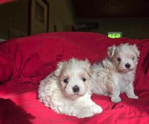 Maltese Puppy for sale in CORNERSVILLE, TN, USA