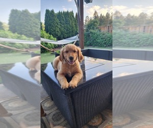 Golden Retriever Puppy for sale in VANCOUVER, WA, USA
