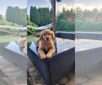 Small Golden Retriever