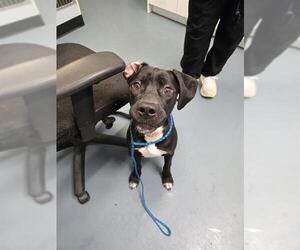 Borador Dogs for adoption in London, Ontario, Canada