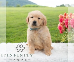 Golden Retriever Puppy for sale in NEWPORT, PA, USA