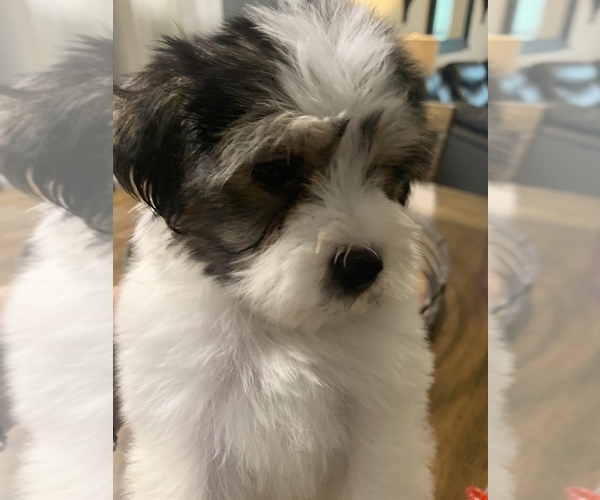 Medium Photo #9 Morkie Puppy For Sale in FORT WORTH, TX, USA