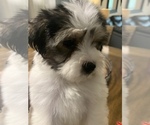 Small Photo #9 Morkie Puppy For Sale in FORT WORTH, TX, USA