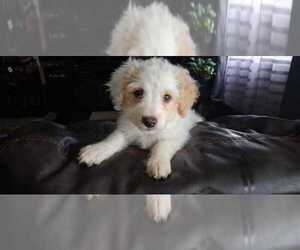 Poodle (Miniature) Puppy for sale in MINNEAPOLIS, MN, USA