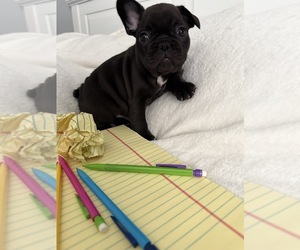 French Bulldog Puppy for sale in OPP, AL, USA