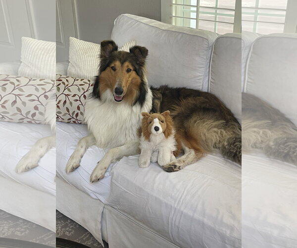 Medium Photo #1 Collie Puppy For Sale in Pueblo West, CO, USA