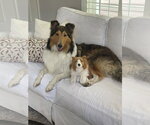 Small Collie