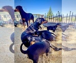 Small #13 Doberman Pinscher