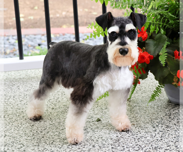 Medium Photo #1 Schnauzer (Miniature) Puppy For Sale in SYRACUSE, IN, USA