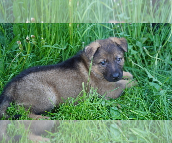 Medium Photo #1 German Shepherd Dog Puppy For Sale in FORT PLAIN, NY, USA