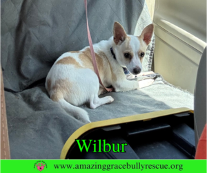 Wilbur - Male Chihuahua-Unknown Mix Dog for Adoption - Photo #3