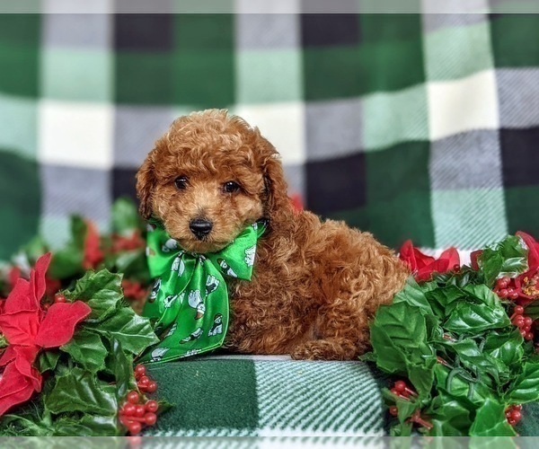Medium Photo #4 Poodle (Miniature) Puppy For Sale in LEOLA, PA, USA