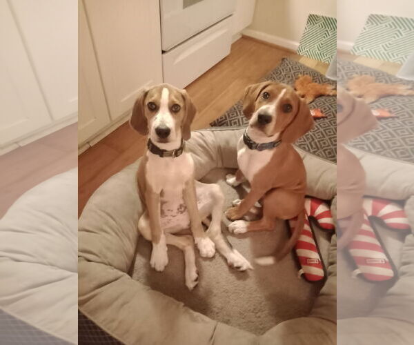 Medium Photo #10 Mutt Puppy For Sale in Morganville, NJ, USA