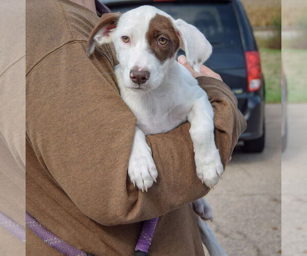 Medium Photo #3 Borador Puppy For Sale in Huntley, IL, USA