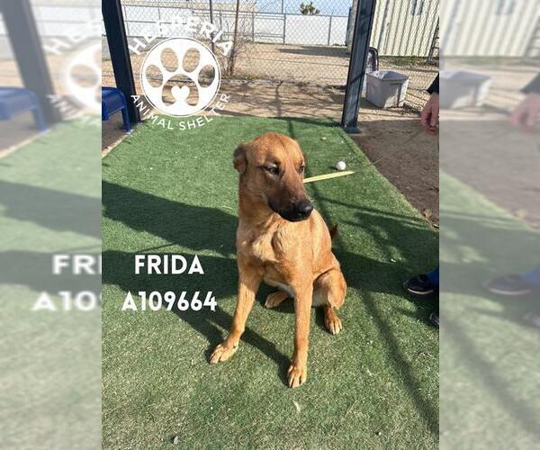 Medium Photo #1 German Shepherd Dog Puppy For Sale in HESPERIA, CA, USA