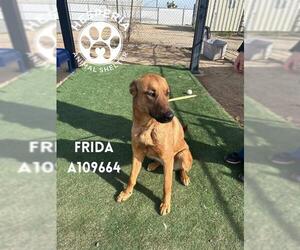 German Shepherd Dog Dogs for adoption in HESPERIA, CA, USA