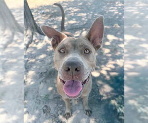 SHADOW - Female Mutt Dog for Adoption - Photo #2