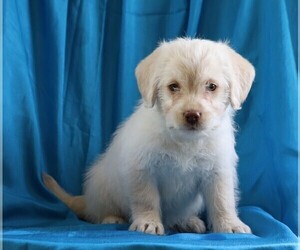 Miniature Labradoodle Puppy for sale in FREDERICKSBG, OH, USA