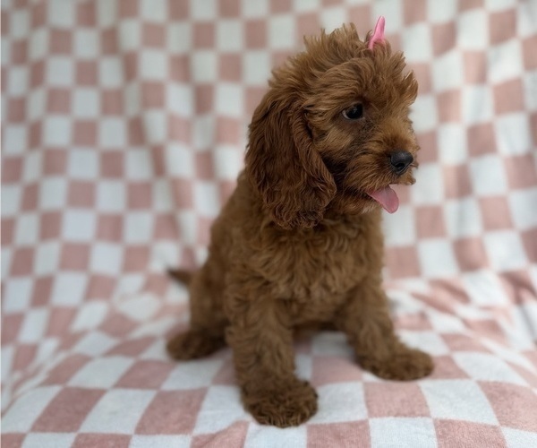 Medium Photo #8 Cavapoo (Miniature) Puppy For Sale in LAKELAND, FL, USA