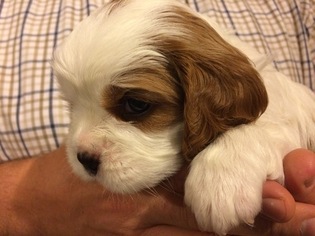 Cavalier King Charles Spaniel Puppy for sale in NARVON, PA, USA