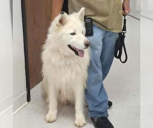 Siberian Husky Dogs for adoption in Omaha, NE, USA