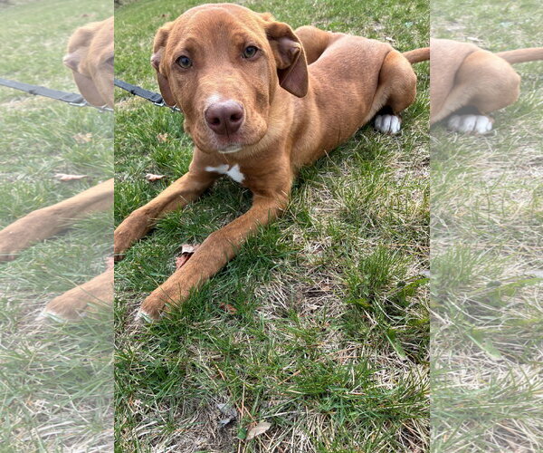 Medium Photo #1 Boxer-Unknown Mix Puppy For Sale in Plainfield, IL, USA