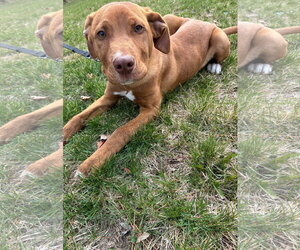 Boxer-Unknown Mix Dogs for adoption in Plainfield, IL, USA