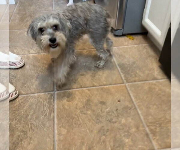 Medium Photo #1 Mutt Puppy For Sale in Salt Lake City, UT, USA