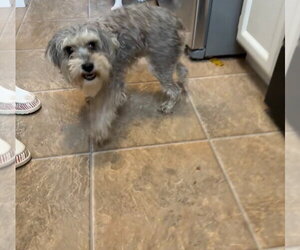 Mutt Dogs for adoption in Salt Lake City, UT, USA