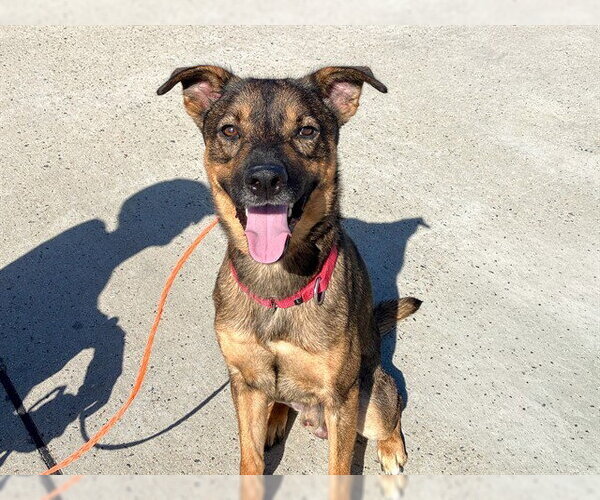 Medium Photo #1 German Shepherd Dog-Unknown Mix Puppy For Sale in Orange, CA, USA