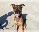 ROMEO - Male German Shepherd Dog-Unknown Mix Dog for Adoption - Small photo