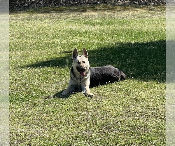 Medium Photo #1 German Shepherd Dog Puppy For Sale in WOODBRIDGE, VA, USA