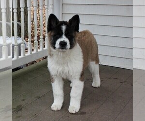 Akita Puppy for sale in STEVENS, PA, USA