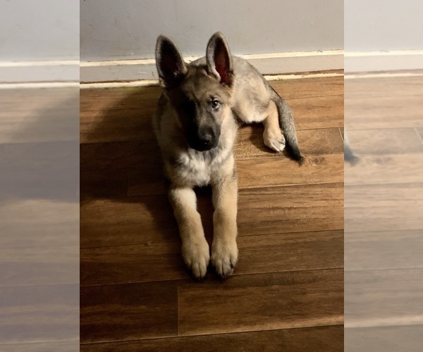Medium Photo #1 German Shepherd Dog Puppy For Sale in EAST LYME, CT, USA