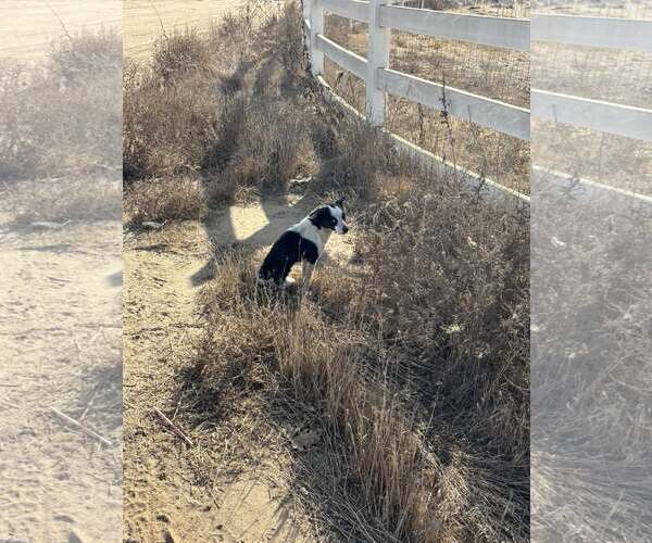 Medium Photo #20 Rat Terrier-Unknown Mix Puppy For Sale in Corona, CA, USA