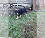 Small Photo #4 German Shepherd Dog Puppy For Sale in WADENA, MN, USA