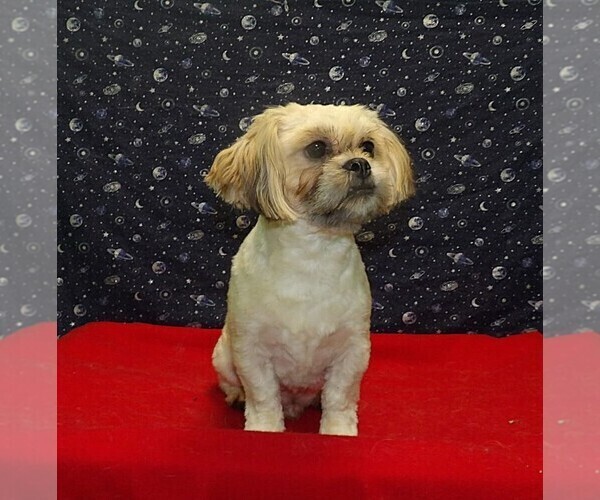 Medium Photo #2 Cavapoochon (Miniature) Puppy For Sale in PATERSON, NJ, USA