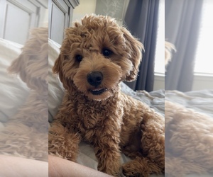Goldendoodle (Miniature) Puppy for sale in BENNETT, CO, USA